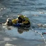 Spring Arbor Dog Rescue