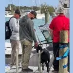 abc_dogsbahamassearch_041726158466-150x150925489-1
