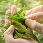 Scientists pruning cannabis inside the farm^cannabis marijuana science lab farming for increse THC^ CBD chemical on cannabis flower. Cannabis greenhouse control environtment for medical industry.