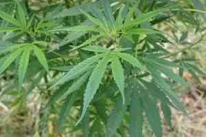 marijuana-300x199