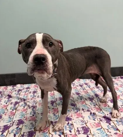 dog