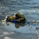 Spring Arbor Dog Rescue