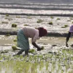 news_agriculture_012126164365-150x150495023-1