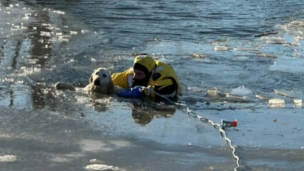 Spring Arbor Dog Rescue