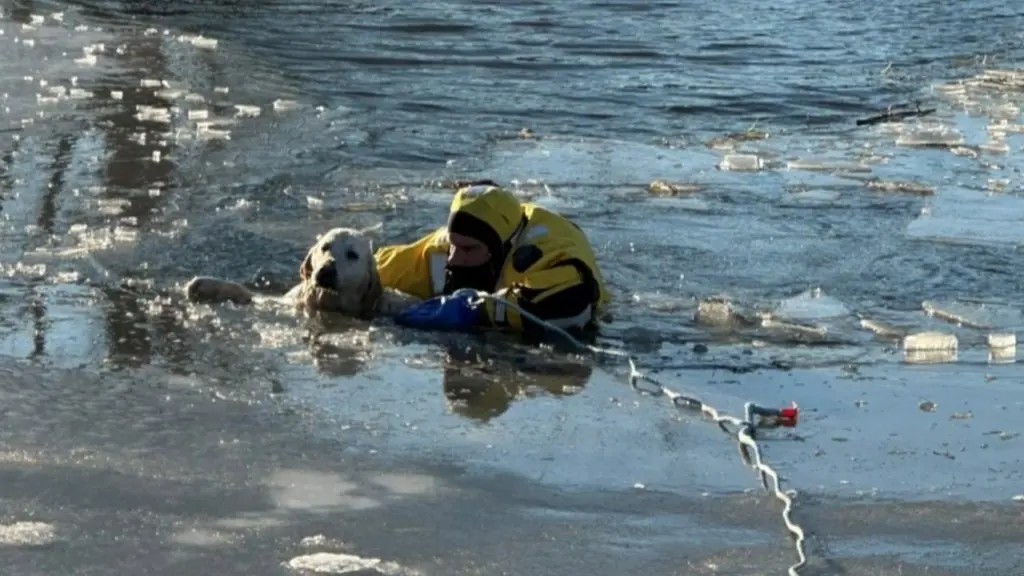 Spring Arbor Dog Rescue