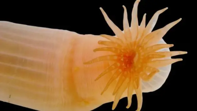 nipponfoundation_burrowing-sea-anemone_051926244681