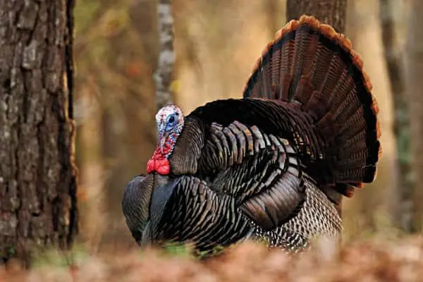 turkey
