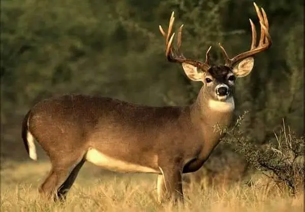 deer
