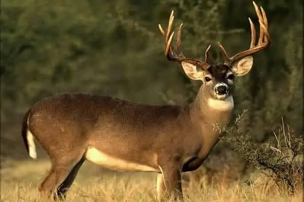 deer-2