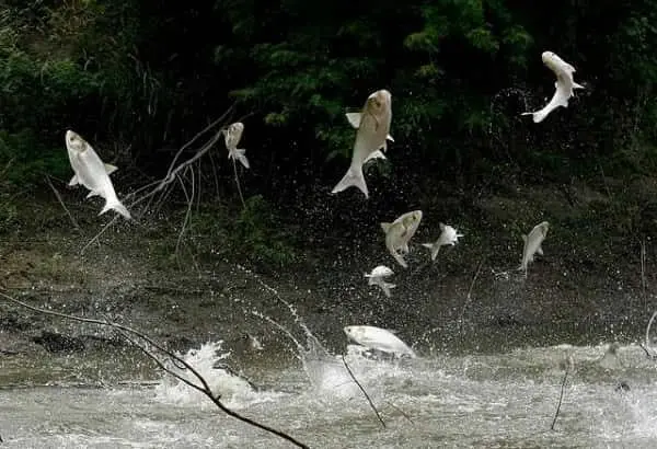 asian-carp