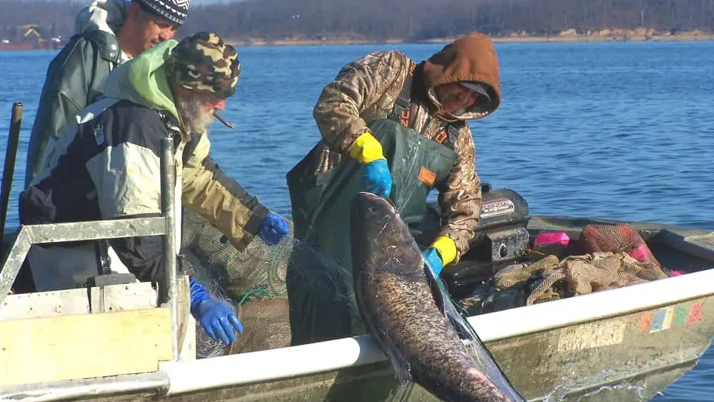 asian-carp-photo-by-paul-rister