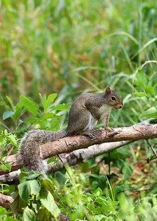 lbl-squirrel