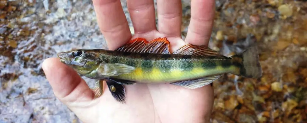 reproductive-male-hurricane-creek-humphreys-co-tn