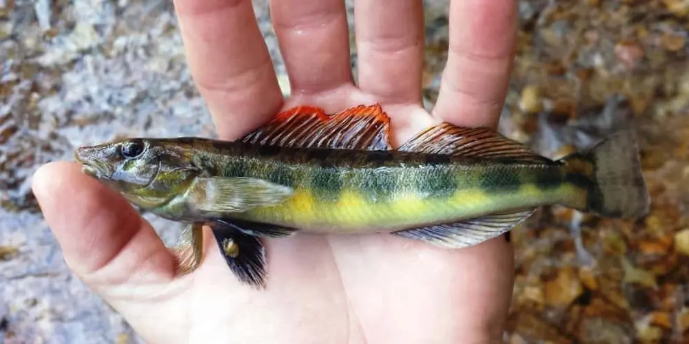 reproductive-male-hurricane-creek-humphreys-co-tn