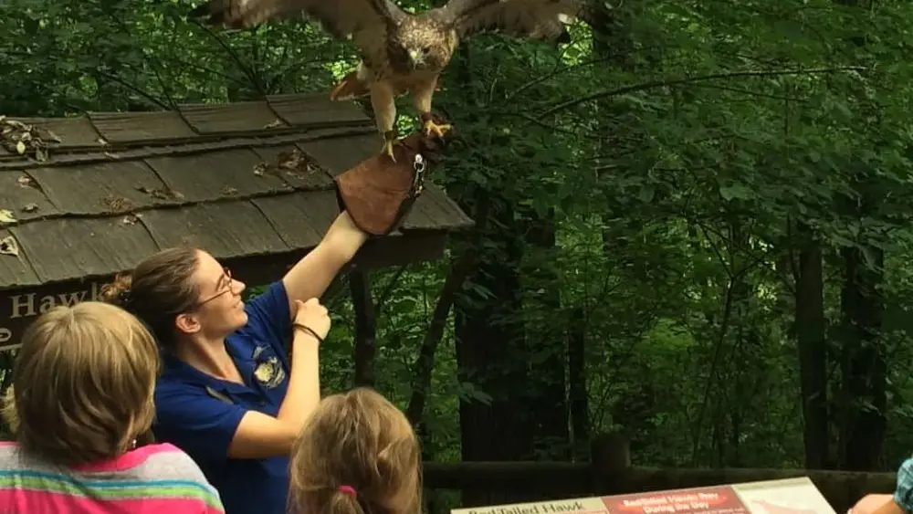 woodlands-nature-station-golden-eagle