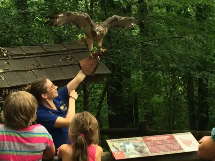 woodlands-nature-station-golden-eagle