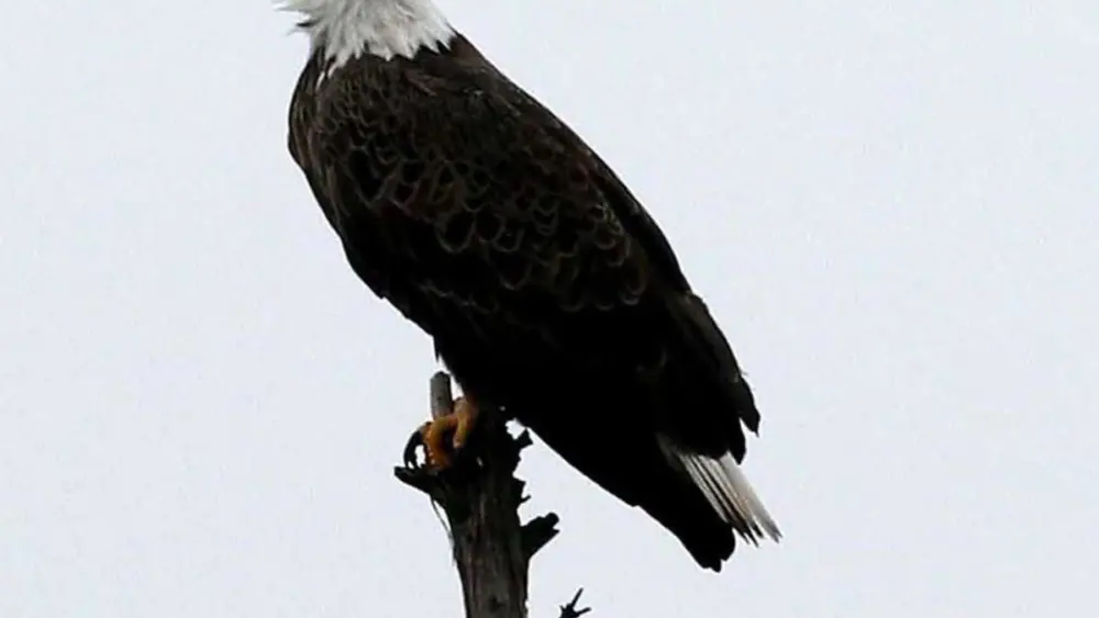 bald-eagle-002-2
