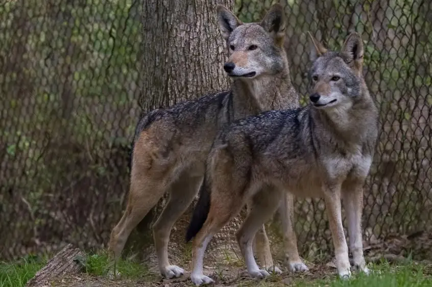 percy-and-ember-red-wolves