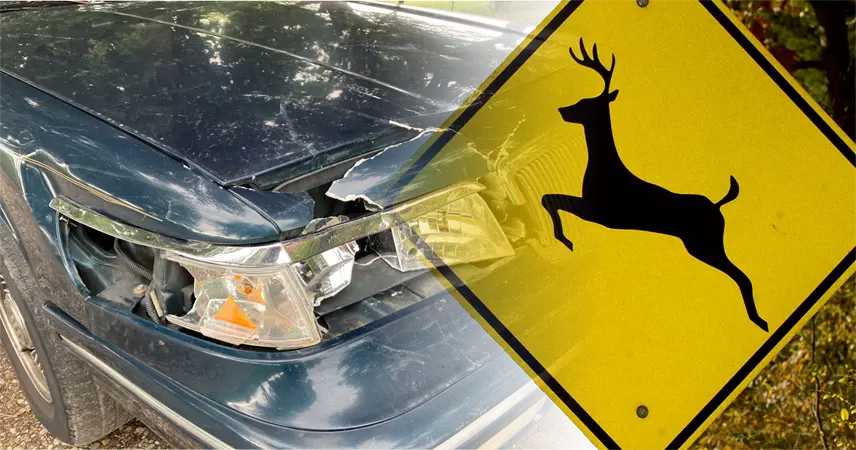 car-vs-deer
