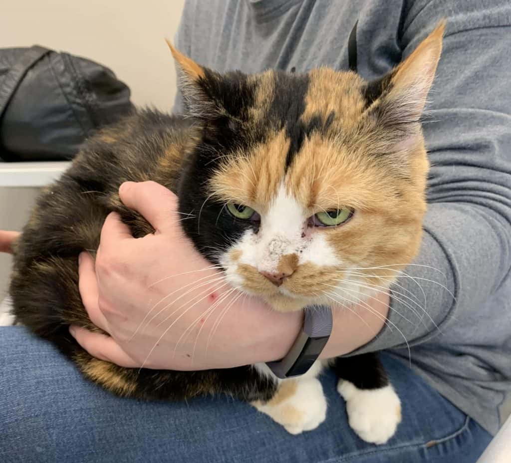 Why Cats Make Wonderful Companions! Z 92.5