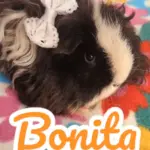 Bonita
