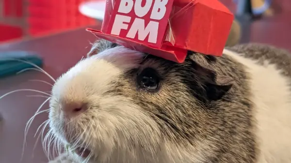 Meet Bob, Our Pet Idol 2026