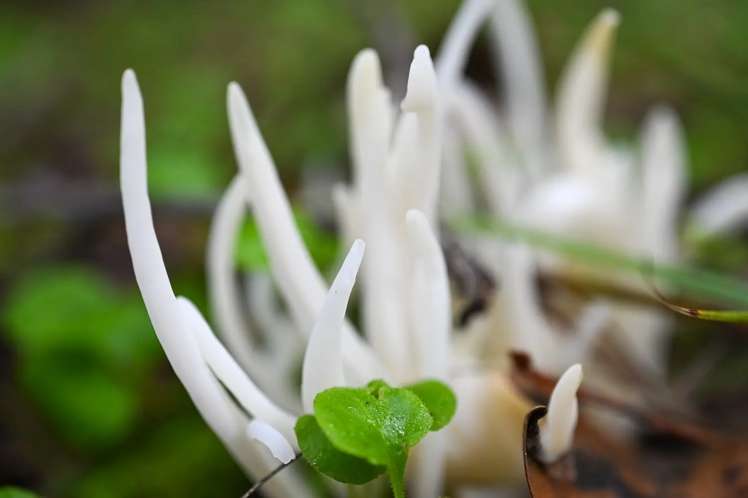 clavaria-fragilis-by-alma-shaw