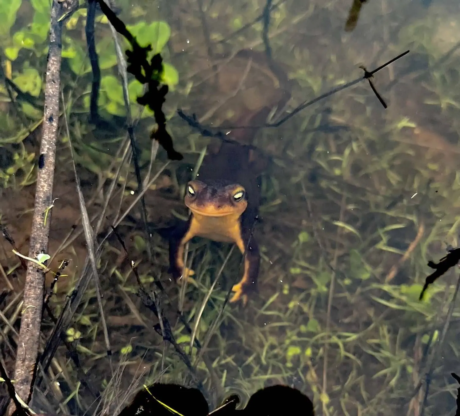 vernal-pools-by-erik-hanson-1