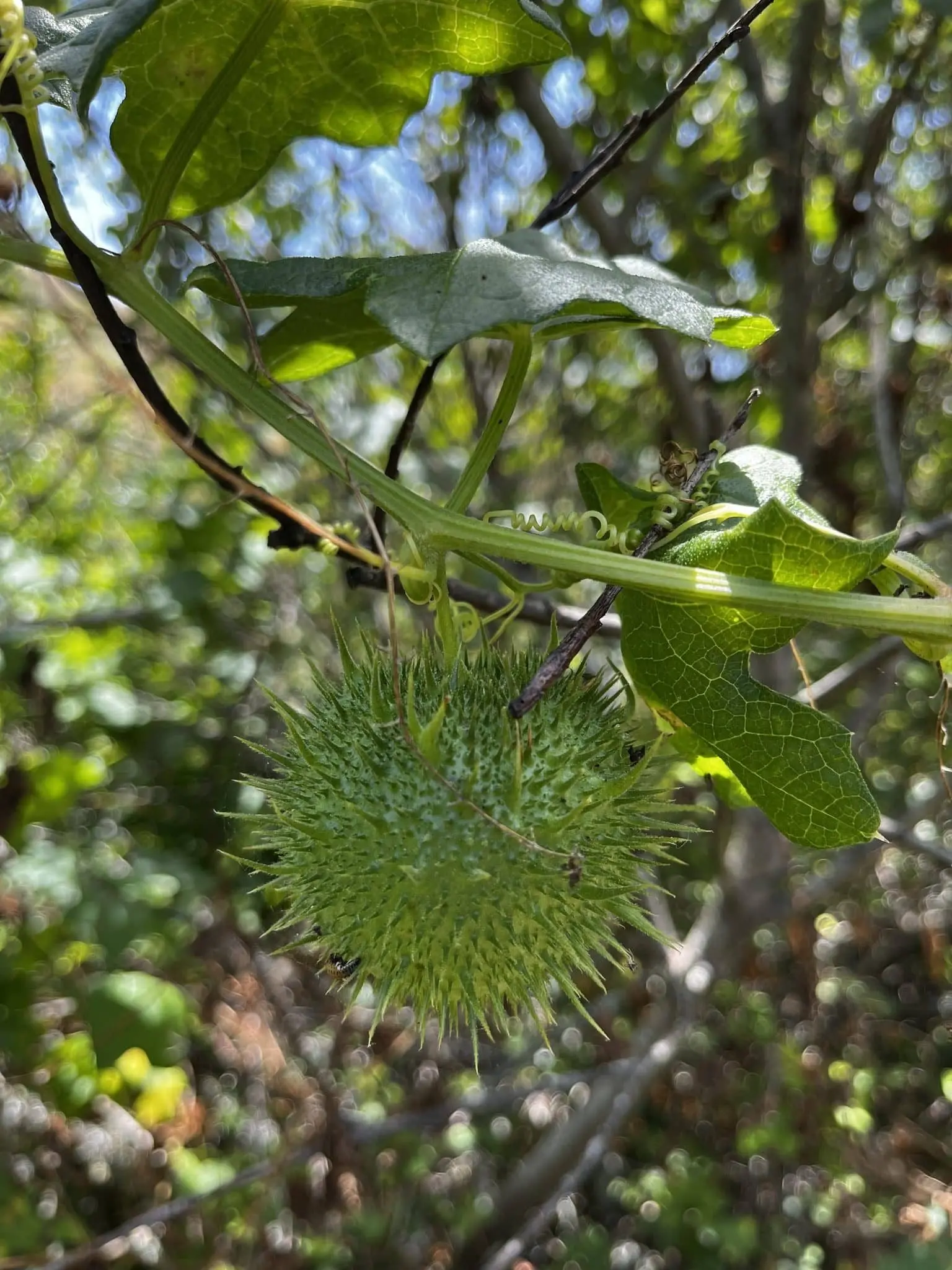plant-defenses-by-erik-hanson