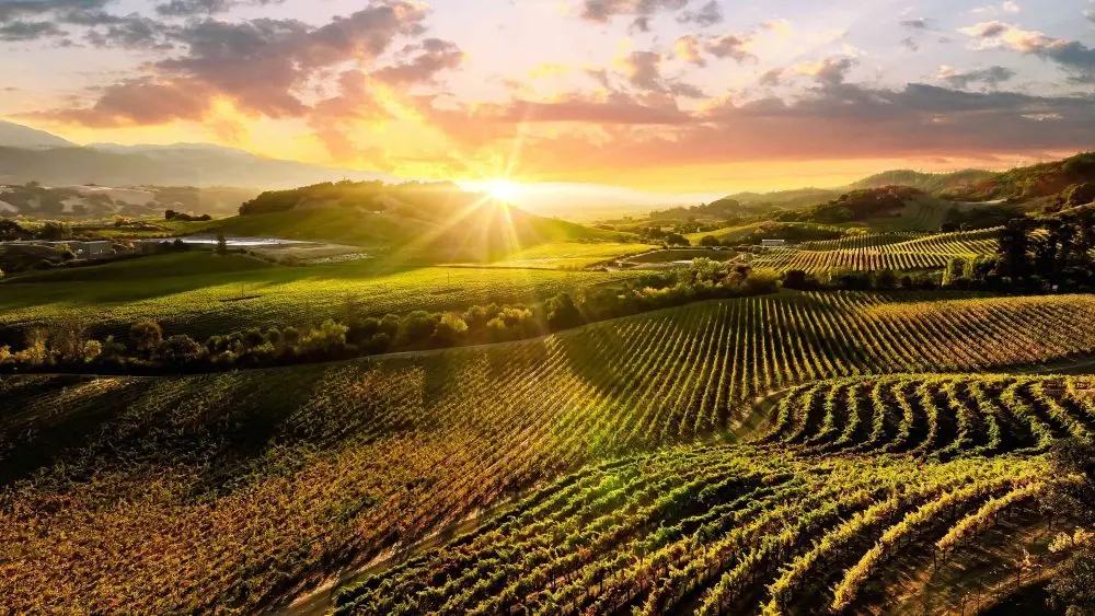 2026-09-12_winecountry_wbucquoy-23-1000×563514867-1 2026-09-12_winecountry_wbucquoy-23-1000x563514867-1