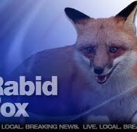 rabid-fox