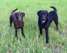dogs55