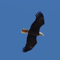 eagle3