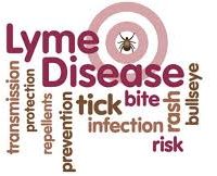ticks