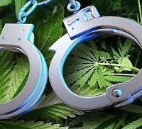 weed-arrests