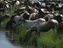 pony-swim