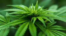 weed2-2