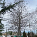 trees2-150x150411753-1