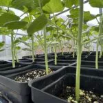 sale3e-150x150464723-1