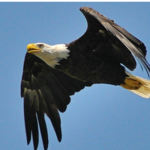 eagle-150x150793142-1