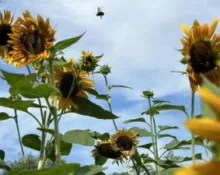 sun1-300x225962030-1