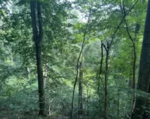 7k-overlook-of-accokeek-bottomland-300x225795228-1