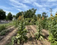 img_0767-300x22575133-1