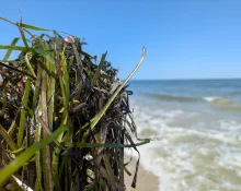 underwater-grasses-washed-ashore-at-a-beach-in-hampton-va-july-2024-credit-cbf-kenny-fletcher-scaled737662