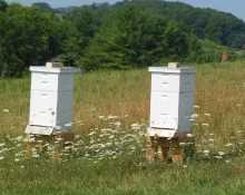 bees91398