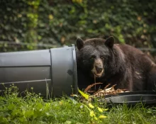 bears724171