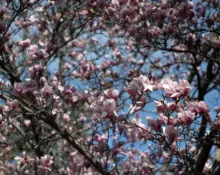 031926_springtime0001553702