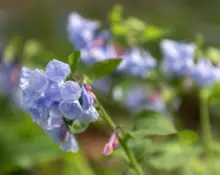 0402126_bluebellflowers0006428748