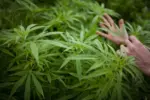 marijuana304032