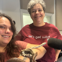 LISTEN: Town Talk/Snakes in a studio episode artwork